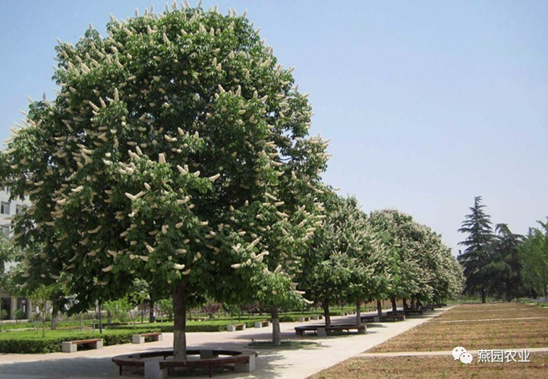 何為“世界五大行道樹”?