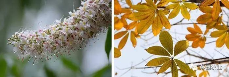 何為“世界五大行道樹”?