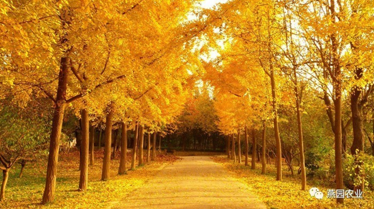 何為“世界五大行道樹”?