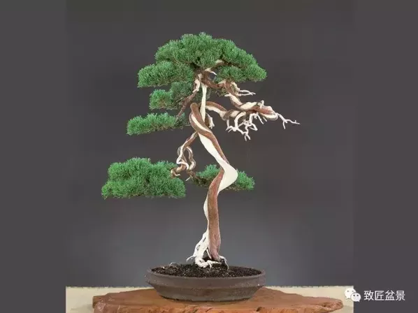 盆景知識:栽培與養(yǎng)護(hù)的九個要素