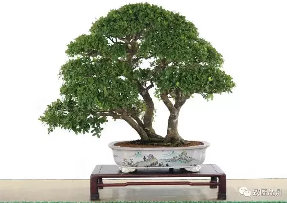 盆景知識：栽培與養護的九個要素