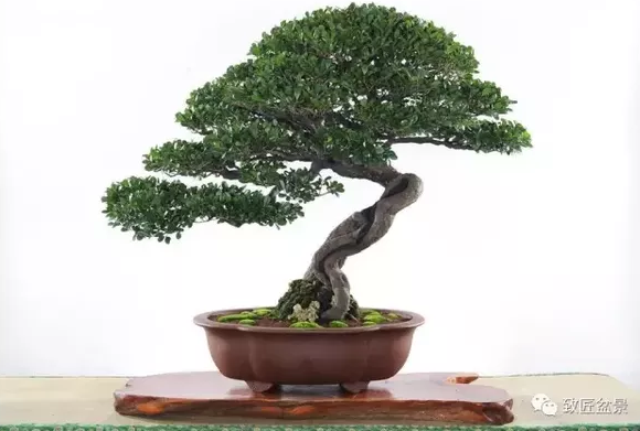 盆景知識：栽培與養護的九個要素