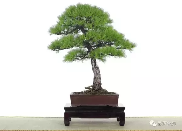 盆景知識：栽培與養護的九個要素