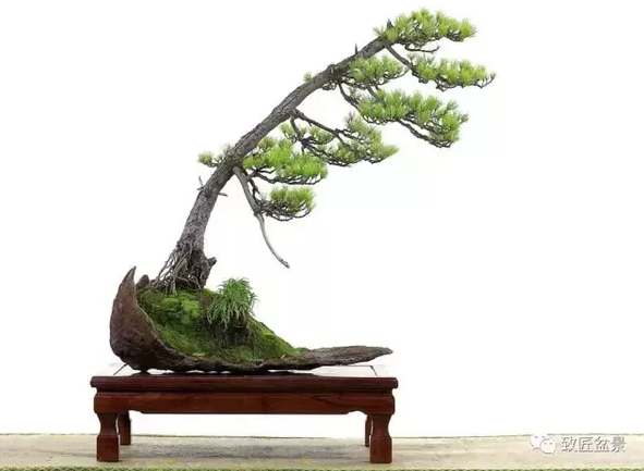 盆景知識：栽培與養護的九個要素