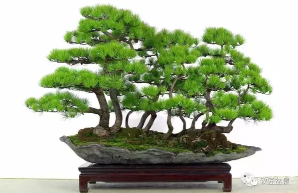 盆景知識：栽培與養護的九個要素