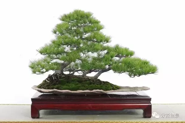 盆景知識：栽培與養護的九個要素