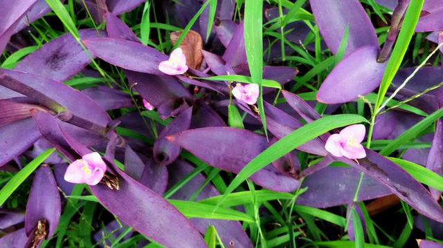 6種好養活的盆栽植物