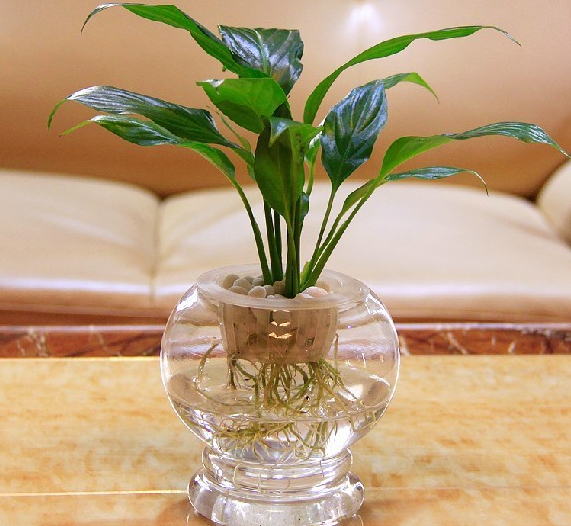 6種好養活的盆栽植物