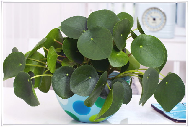 6種好養活的盆栽植物