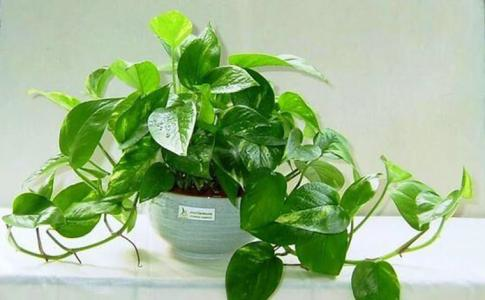 6種好養活的盆栽植物