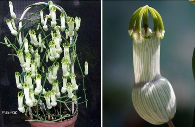 外形奇特的奇葩植物