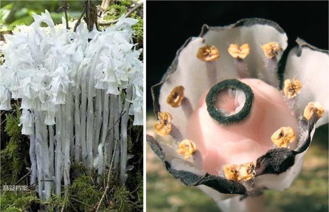 外形奇特的奇葩植物