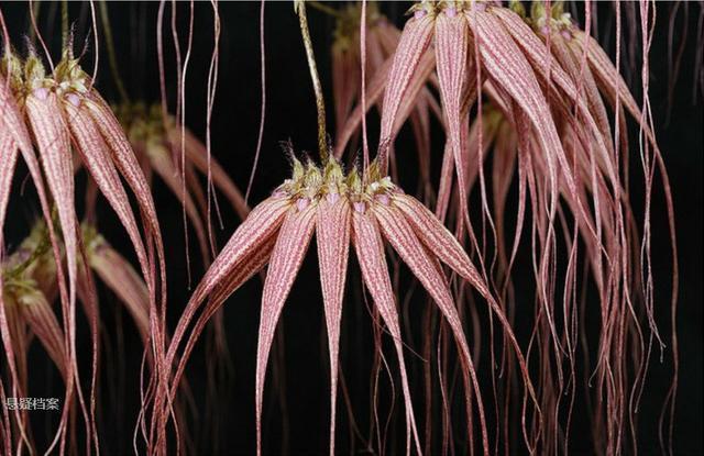 外形奇特的奇葩植物