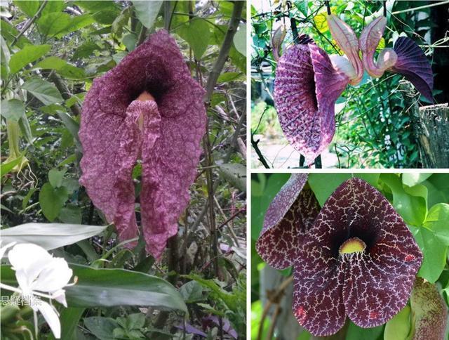 外形奇特的奇葩植物
