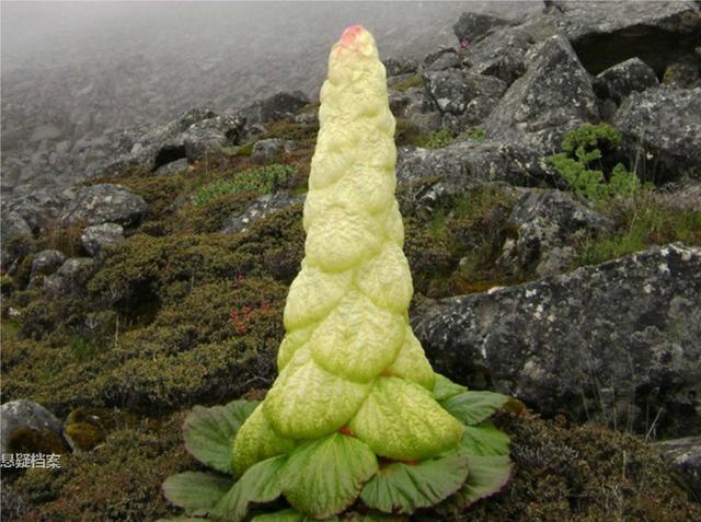 外形奇特的奇葩植物
