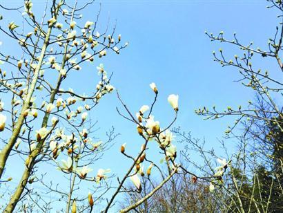 上海植物園白玉蘭今年開得格外早
