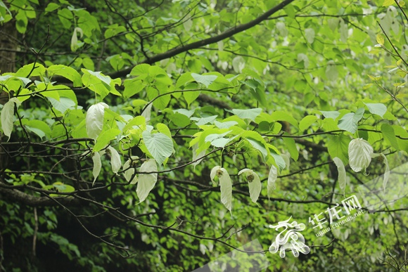 重慶公布野生植物資源調查成果
