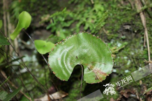 重慶公布野生植物資源調查成果