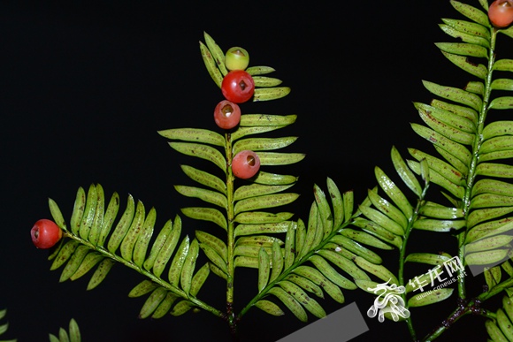 重慶公布野生植物資源調查成果