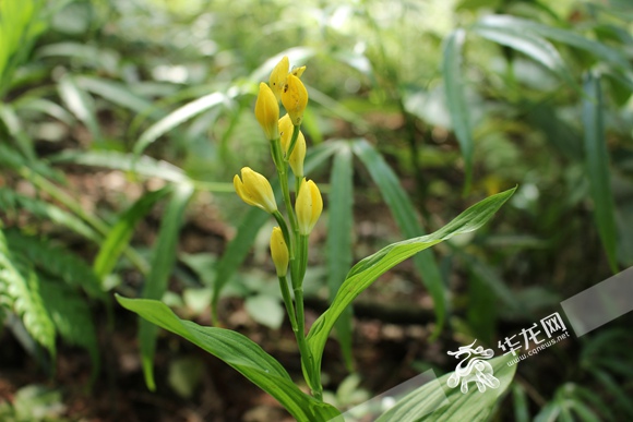 重慶公布野生植物資源調查成果