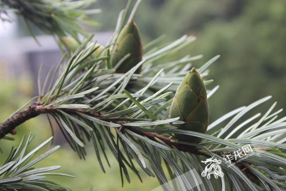 重慶公布野生植物資源調(diào)查成果