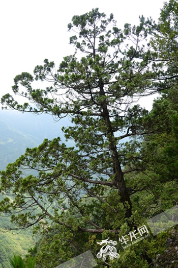 重慶公布野生植物資源調(diào)查成果