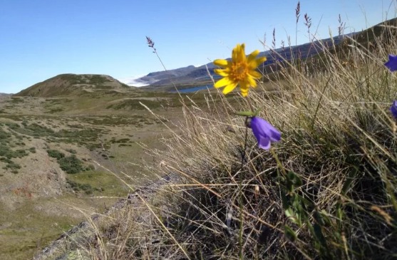 北極植物提前開花對于馴鹿來說是個壞消息