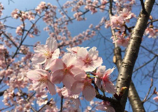 上海植物園發(fā)布3月上旬花訊