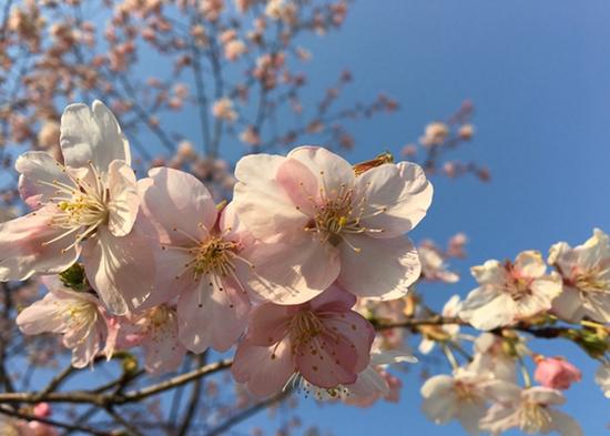 上海植物園發(fā)布3月上旬花訊