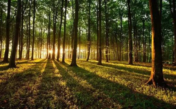 苗木長久經(jīng)營，這些趨勢應該看清