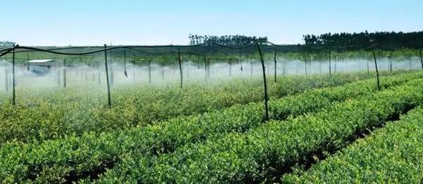 苗木長久經(jīng)營，這些趨勢應該看清