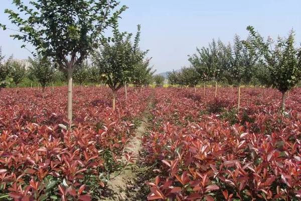 苗木長久經營,這些趨勢應該看清