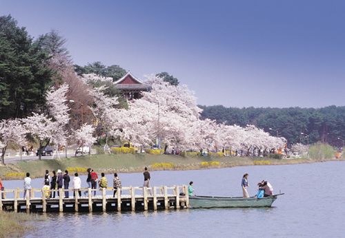 又到落英繽紛時——韓國櫻花季
