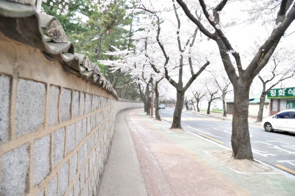 又到落英繽紛時(shí)——韓國(guó)櫻花季