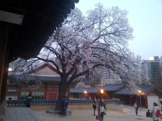 又到落英繽紛時(shí)——韓國(guó)櫻花季