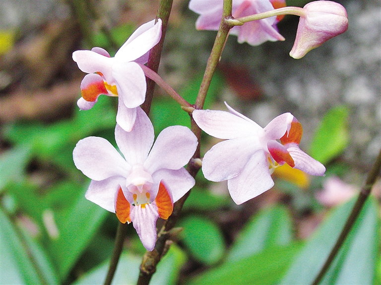 海南花卉引種故事
