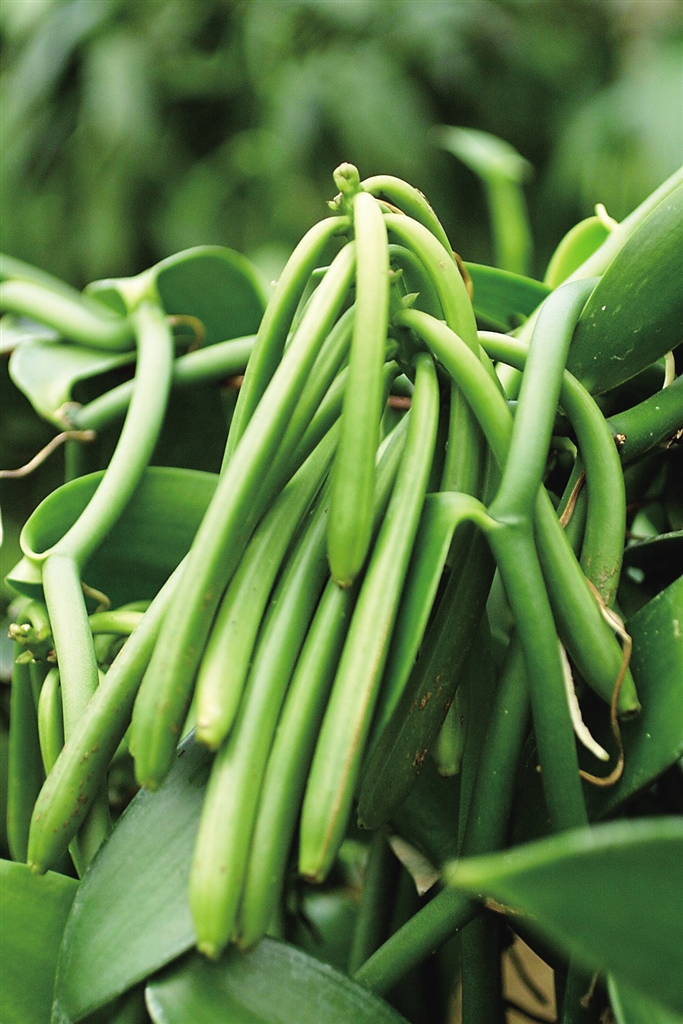 海南花卉引種故事