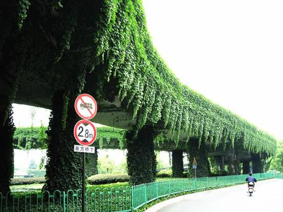 立體綠化:提升城市綠色“肚量”的利器