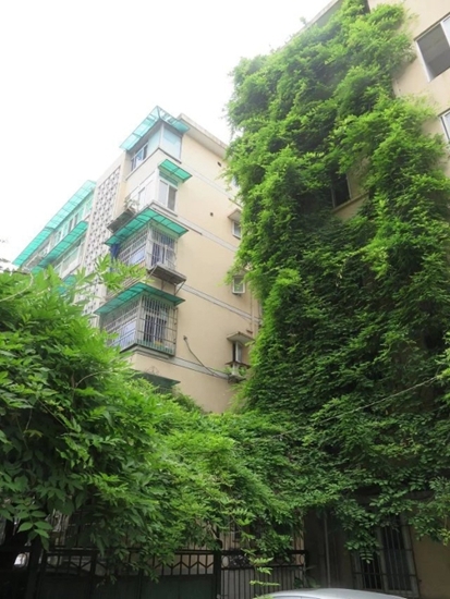 立體綠化:提升城市綠色“肚量”的利器