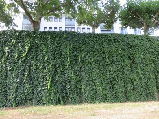 立體綠化：提升城市綠色“肚量”的利器