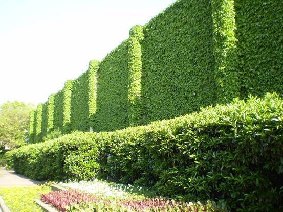 立體綠化：提升城市綠色“肚量”的利器