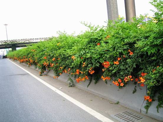 立體綠化：提升城市綠色“肚量”的利器