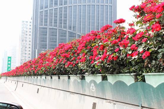 立體綠化：提升城市綠色“肚量”的利器