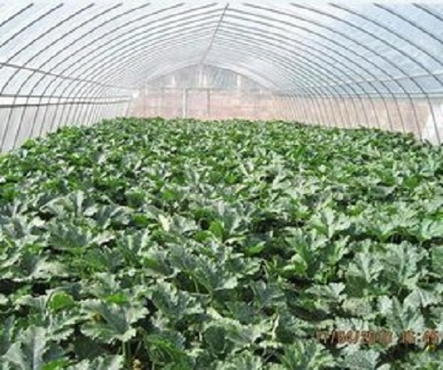 實用苗木栽培方式