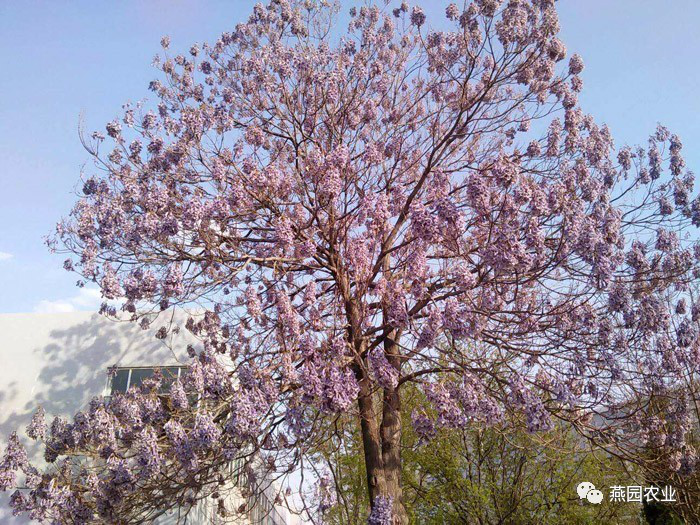盤點常見觀花大喬木