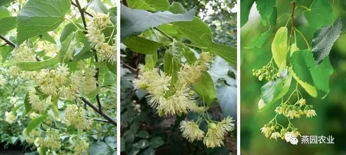 盤點常見觀花大喬木