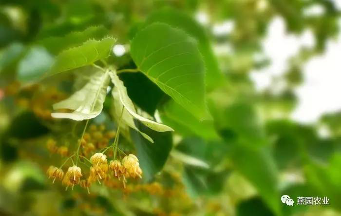 盤點常見觀花大喬木