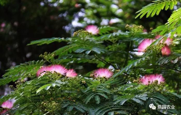 盤點常見觀花大喬木
