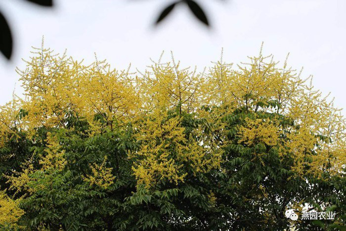 盤點常見觀花大喬木