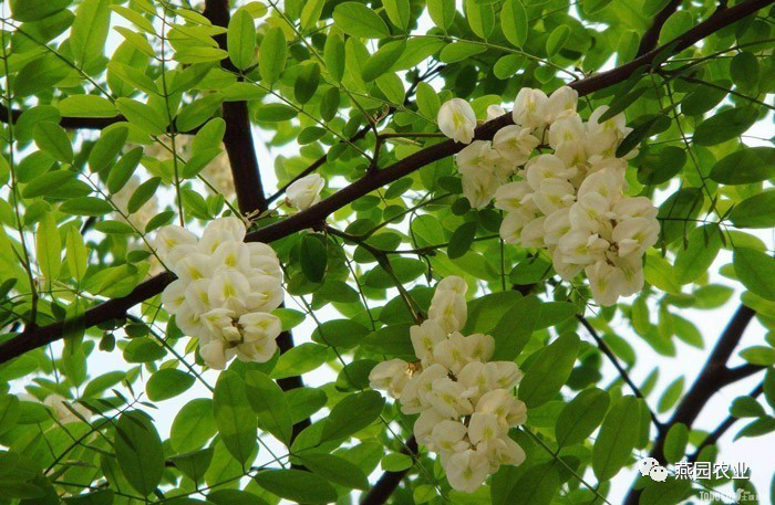 盤點常見觀花大喬木